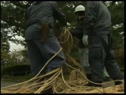 Protecting Japan''s ancient pine trees News Clip