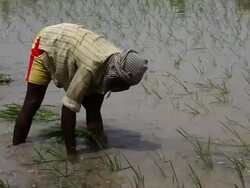 Farmer working in the rice paddy field   Stock Footage