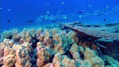 Even healthy corals have viruses