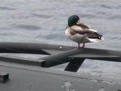 Duck on the u-boat - HD 1080/60i Stock Footage