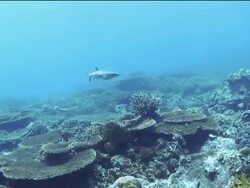 Wide shot of shark swimming above interesting and diverse coral Stock Footage