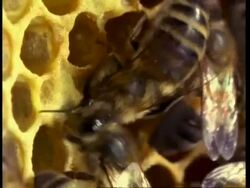 CU Honey bees on honey comb Stock Footage