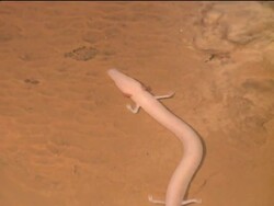 See the endangered "human fish" in its natural habitat News Clip