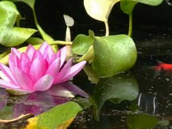 goldfish and a beautiful lily Stock Footage