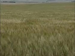 MCU green wheat field waving in wind, prairie background, sunny, USA Stock Footage