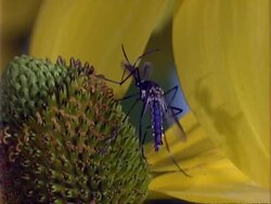 Toxorhynchites Mosquito, MCU on flower, cleans back legs Stock Footage