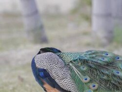 Peacock feathers beautiful bird. Stock Footage