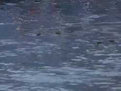 Prayer leaf boats floating in water, Ganges River, Haridwar, Uttarakhand, India Stock Footage