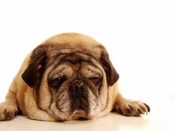 Fat Dog Stock Footage