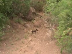 African Wild Dogs (Lycaon pictus); with audio, Kenya Stock Footage