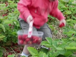 Boy (1-2 years) picking strawberries, UK Stock Footage