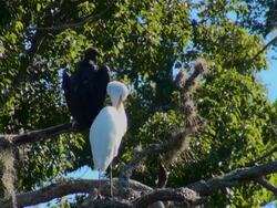 White Egret and Buzzard grooming in a tree Stock Footage