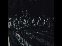 SYND 4 5 76 EXPERIMENT TO GROW GIANT TOMATO PLANT AT FARM IN SUSSEX News Clip