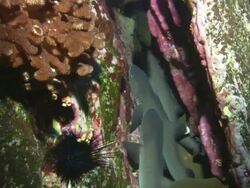 Sharks and moray eel in crack. Mexico  Stock Footage