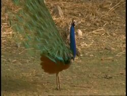 Peacock (Pavo cristatus) male lowering tail feathers, Bandhavgarh National Park, India Stock Footage