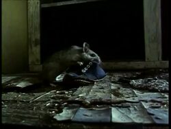 MS Pack rat, Neotoma lepida, drags childs shoe across floor, USA Stock Footage