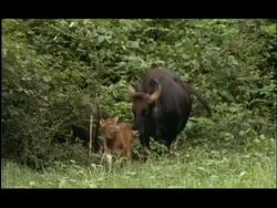 Gaur mother and calf (Bos gaurus), Nagarahole National Park, India Stock Footage