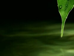 Green leaf Stock Footage