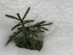       CU Little fir in snow / Grindelwald, Bernese Oberland, Switzerland Stock Footage
