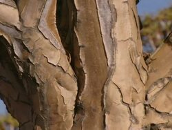 ECU PAN Shot of Baobab tree bark on trunk and branches / Limpopo, South Africa Stock Footage