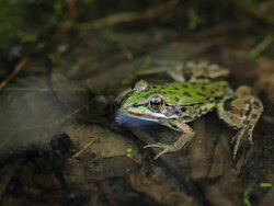 Frog Stock Footage