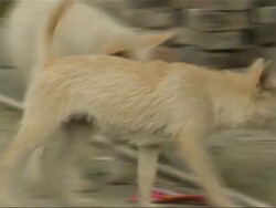 Dogs Playing in Rural Comminity of Guizhou News Clip