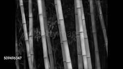 Dixie agriculture Instructional Video