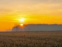 T/L Wheat Plants At Sunrise Stock Footage