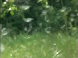 MCU Cottonwood Tree Seed dispersing on the wind, USA Stock Footage