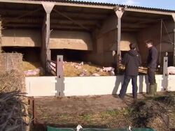 British Pig farmers struggling with increasing costs News Clip