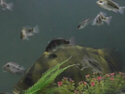 Ttiger fish in the aquarium. Stock Footage