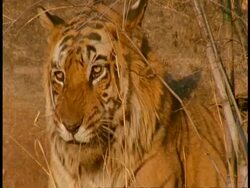 CU Royal Bengal tiger, Panthera tigris tigris, face, licking lips, Bandhavgarh National Park, India Stock Footage