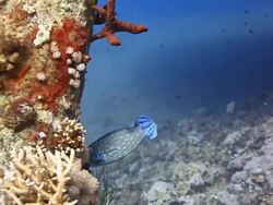 Coral And Fish Stock Footage
