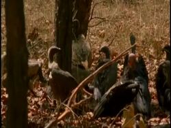 MS Indian Long billed Vultures (Gyps indicus) surround carcass being eating by Indian fox (Vulpes bengalensis), Bandhavgarh National Park, Madhya Pradesh, India Stock Footage