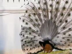 Peacock feathers beautiful bird. Stock Footage