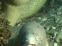 CU Shot of Geometric moray eels peering out from cave with rocks covering with bryozoan and swaying seaweed / Matola, Maputo, Mozambique Stock Footage