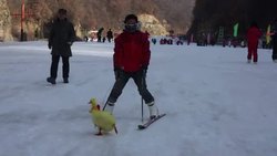 CLEAN : Tortoise beats rabbit and other animals in News Clip