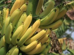 Banana Tree Stock Footage