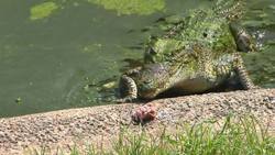 Carnivore Instructional Video