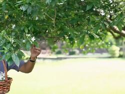 Senior couple plucking flowers in the garden  Stock Footage