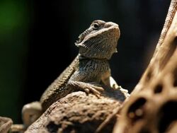 Bearded dragon Stock Footage