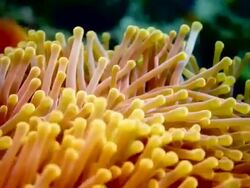Sea Anemone Stock Footage