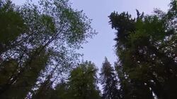Night falls over an evergreen forest. Stock Footage