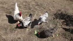 Italy, hens and rooster pecking Stock Footage