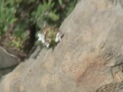 Adonis blue butterfly. Stock Footage
