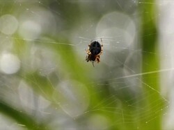 Spider sitting in its web, close-up, swamp area Stock Footage