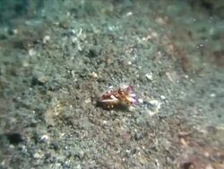 MS ZI TS Flamboyant cuttlefish flowing in blue water / Lembeh strait, Sulawesi, Indonesia Stock Footage