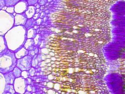 Soy stem micrograph Stock Footage