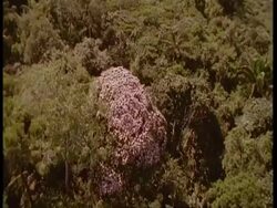 MWA Aerial view of flowering rainforest canopy, Amazon Stock Footage