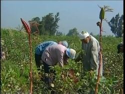VOICED: Egyptian cotton farmers drop their prized crop News Clip